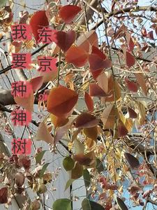 ��������Ҫ������